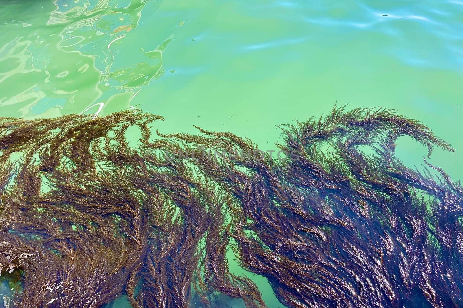 View from the pier on a turquoise background, seaweed in the blue lagoon in the Italian city of Venice. High quality photo