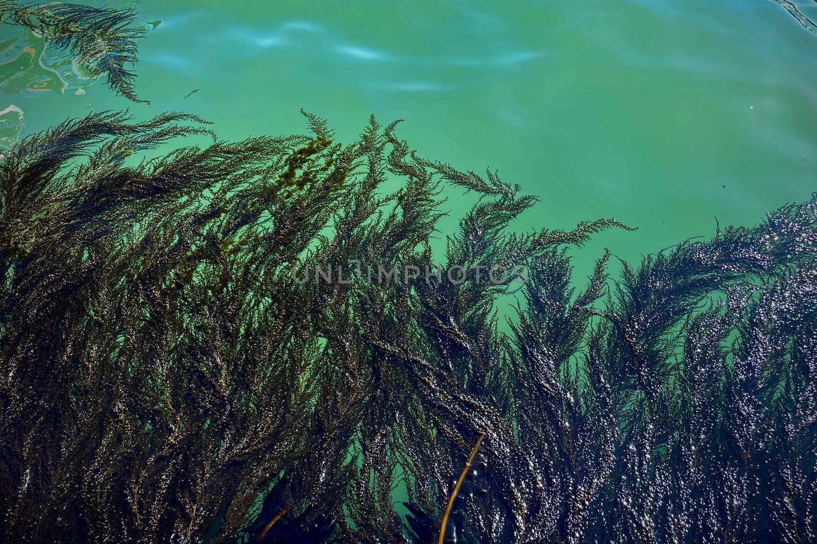 View from the pier on a turquoise background, seaweed in the blue lagoon in the Italian city of Venice. High quality photo