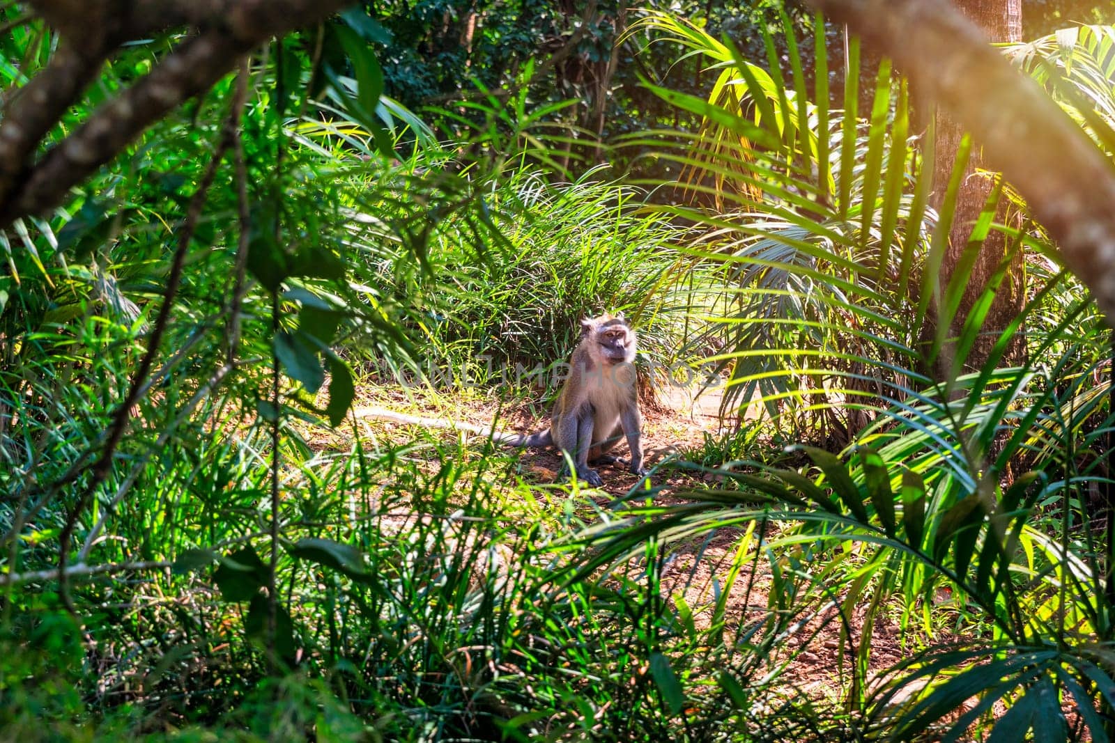 Monkey in the tropical forest of Mauritius, Africa. by DaLiu