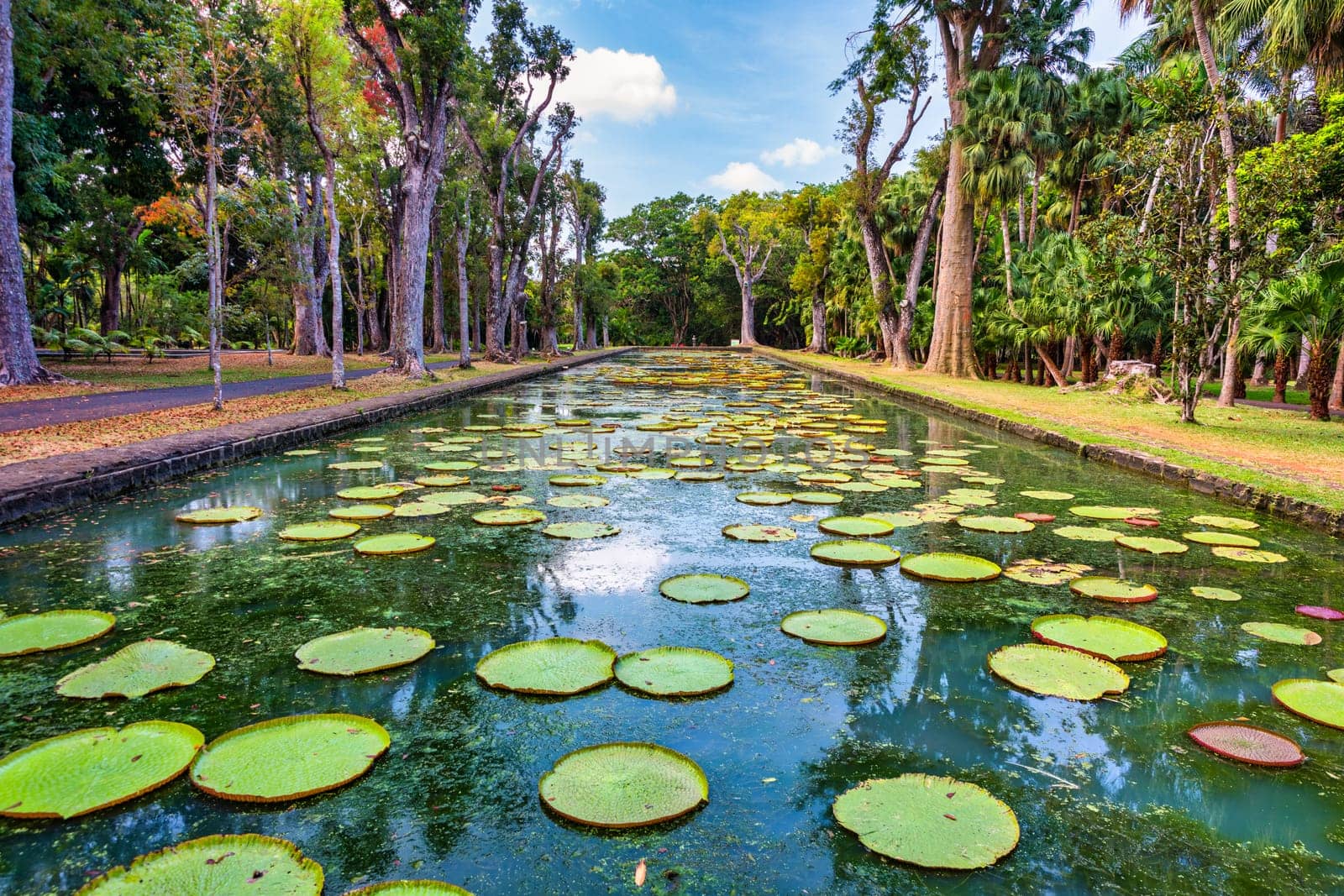 Sir Seewoosagur Ramgoolam Botanical Garden, pond with Victoria Amazonica Giant Water Lilies, Mauritius. Famous Sir Seewoosagur Ramgoolam Botanical Garden, Mauritius