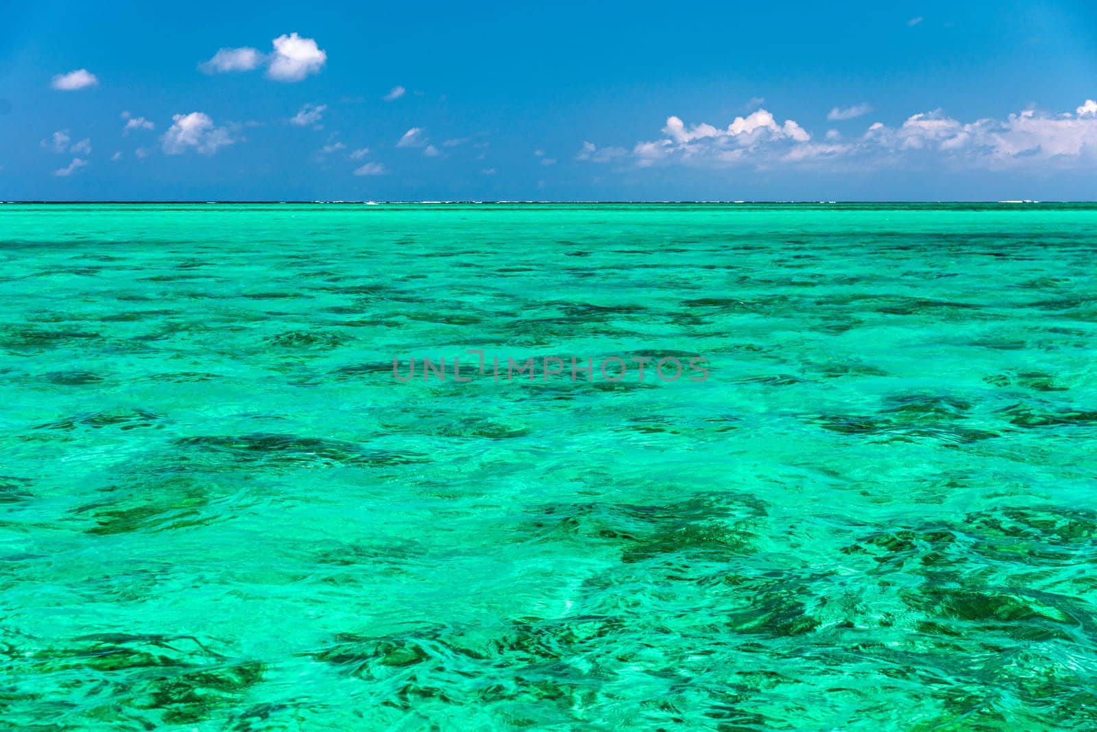 Water surface in vibrant green. View of a crystal clear sea water texture. View natural sea water, green background. Green water reflection. Green ocean wave. by DaLiu