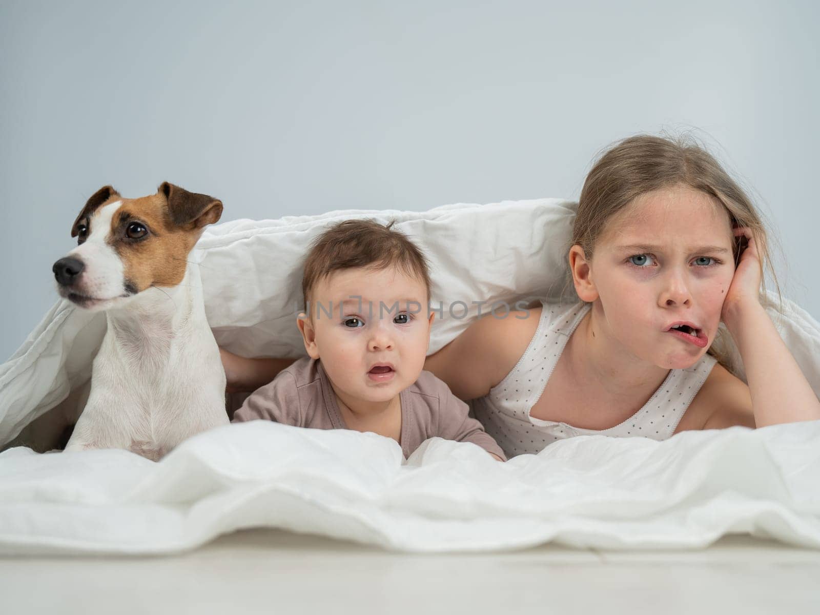 A little girl and her five-month-old brother and Jack Russell Terrier dog lie wrapped in a blanket. by mrwed54