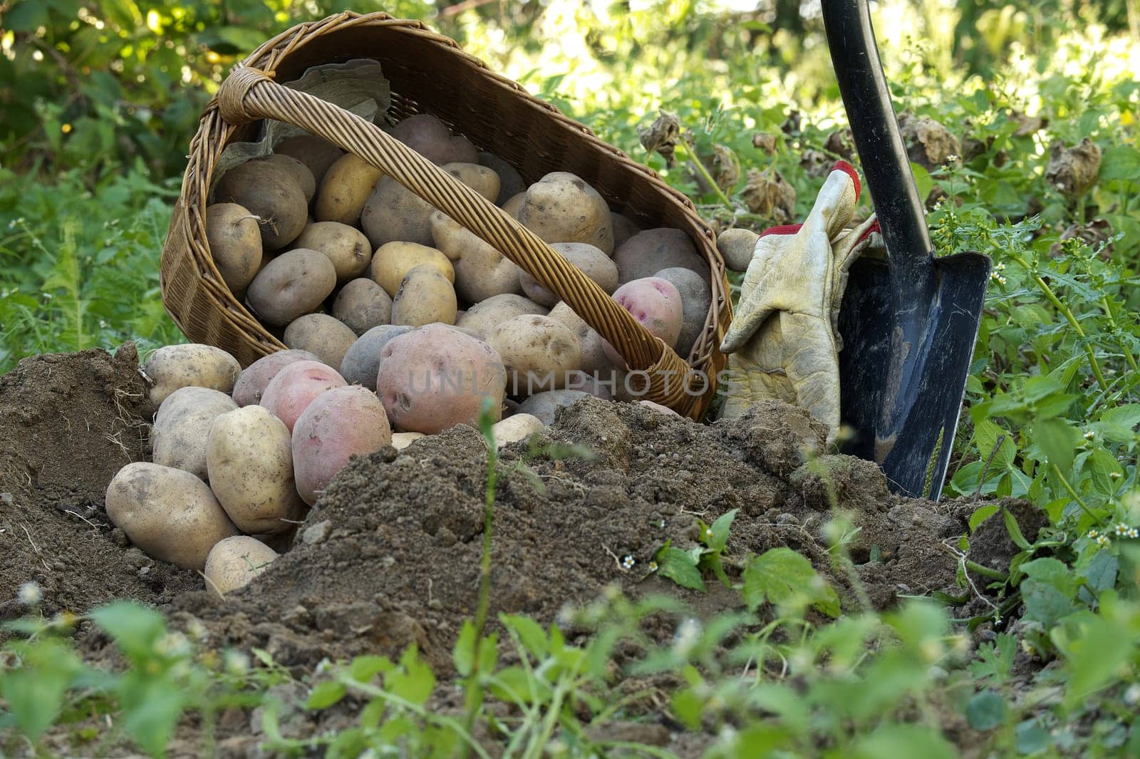 Freshly dug multi-colored potatoes spill out of basket by NetPix