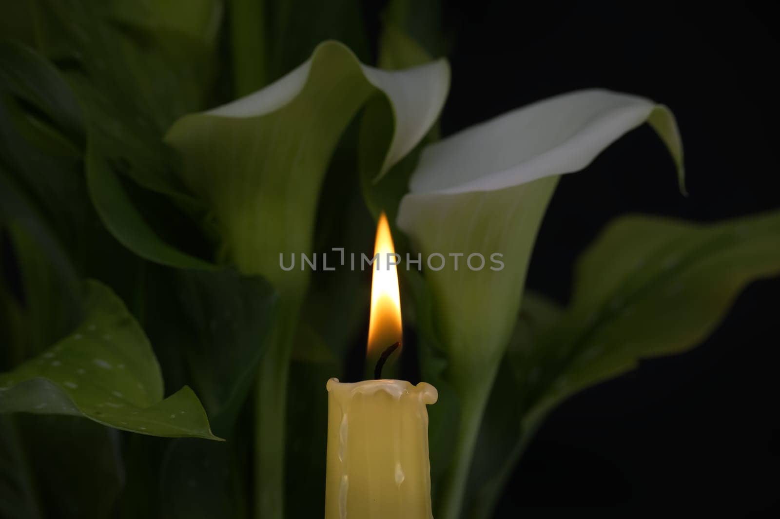 Burning wax candle in close up and white calla lily by NetPix