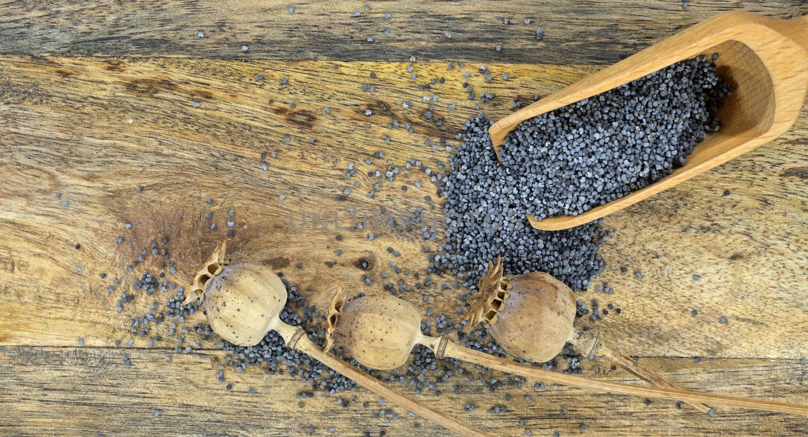 Black poppy seeds and dried heads of poppies strewn by NetPix