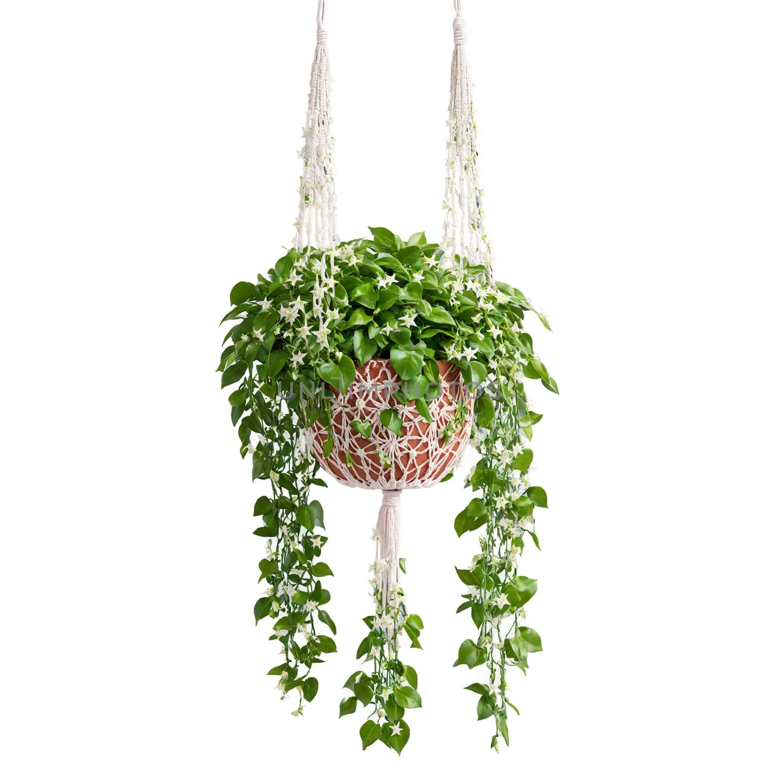 Hoya thick waxy green leaves and delicate star shaped flowers trailing from a hanging macrame by panophotograph