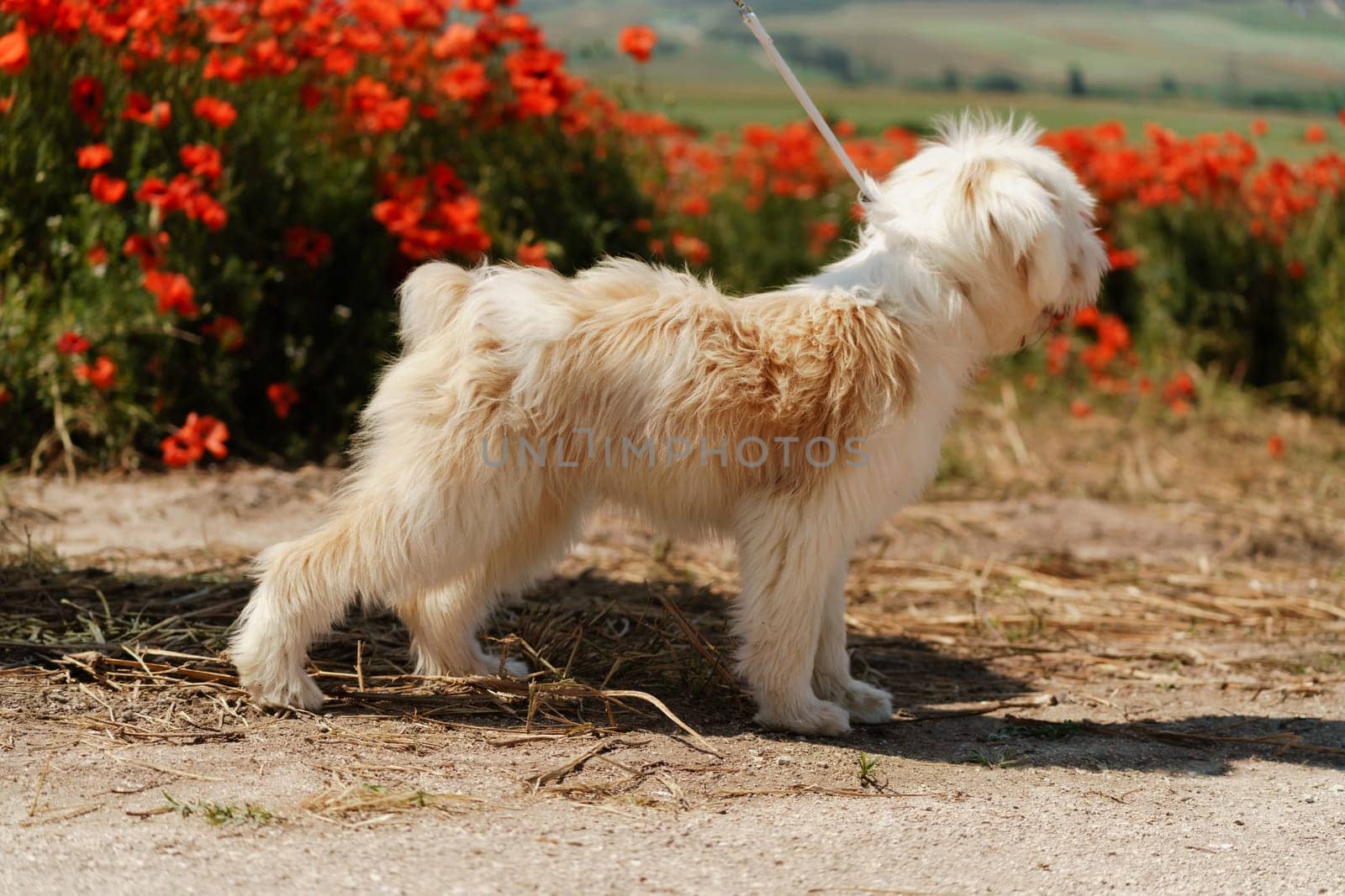 White dog puppy walks in a poppy field. Natural background with dog puppy sitting on a summer Sunny meadow surrounded by flowers