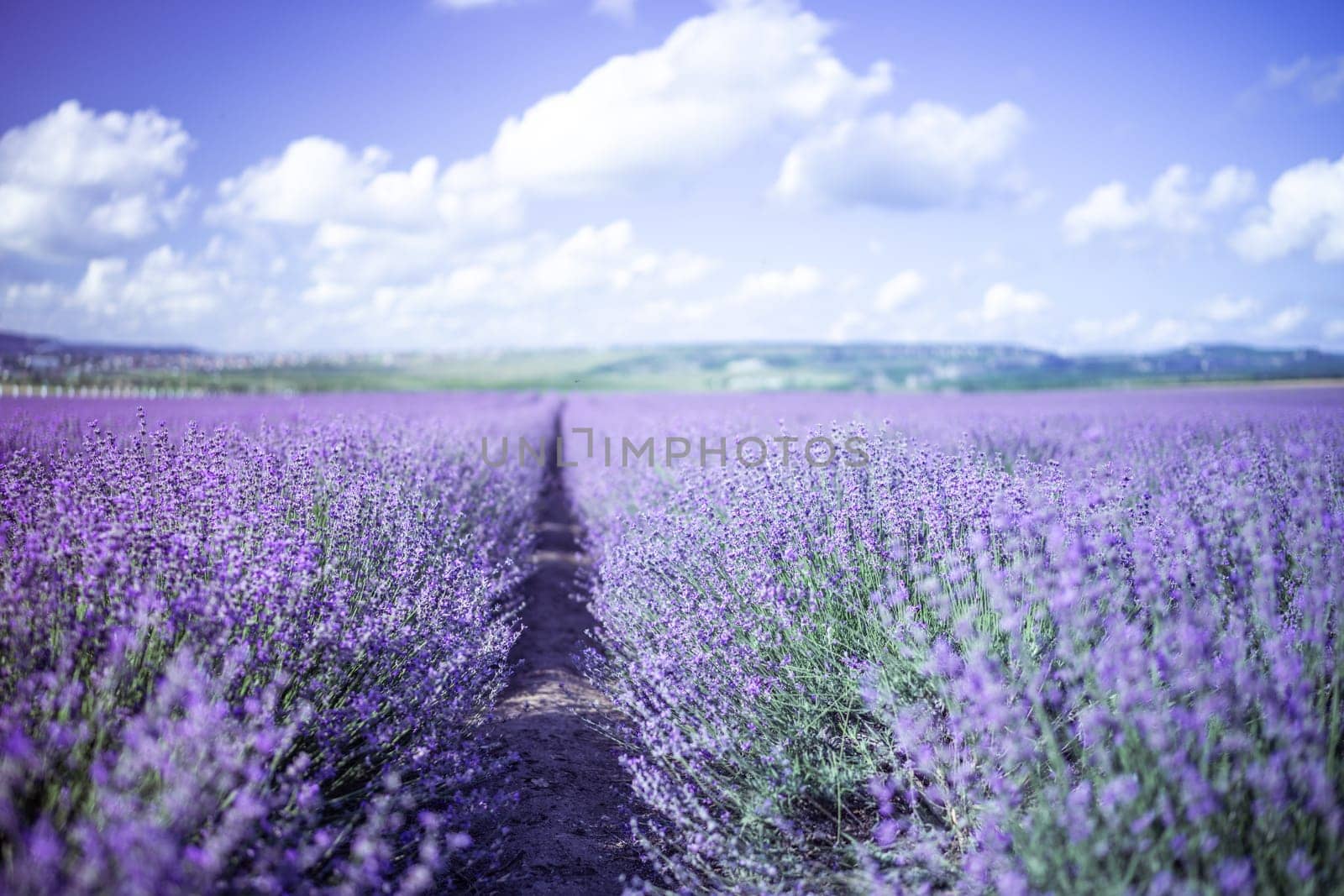 Lavender Blooms, a picturesque field of blooming lavender under a partly cloudy sky. Captured during the day, highlighting natural beauty and agricultural potential by Matiunina