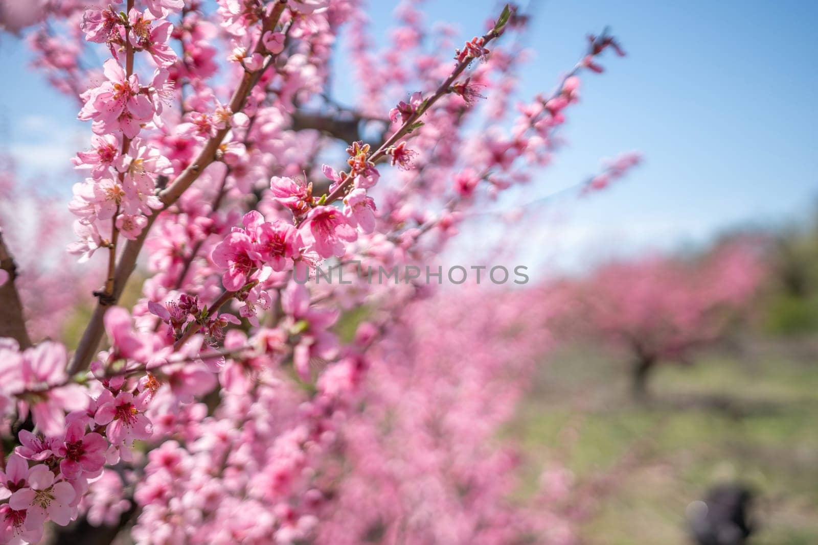 peach tree with pink flowers is in full bloom. The flowers are large and bright, and they are scattered throughout the tree. The tree is surrounded by a field, and the sky is clear and blue. by Matiunina