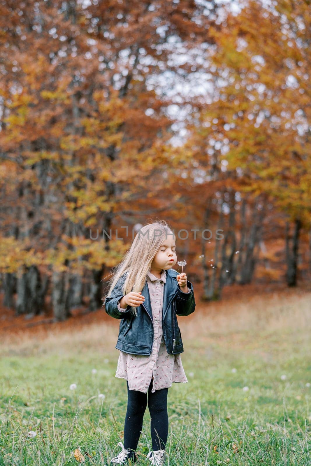 Little girl, with her eyes closed, blows on a dandelion in her hand, standing on the green edge of an autumn forest by Nadtochiy