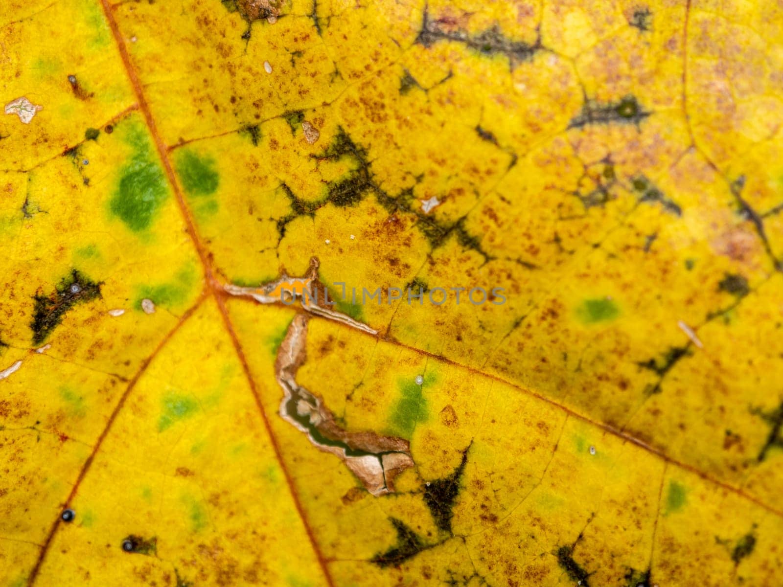 The old portia tree leaves change color to yellow before they wither