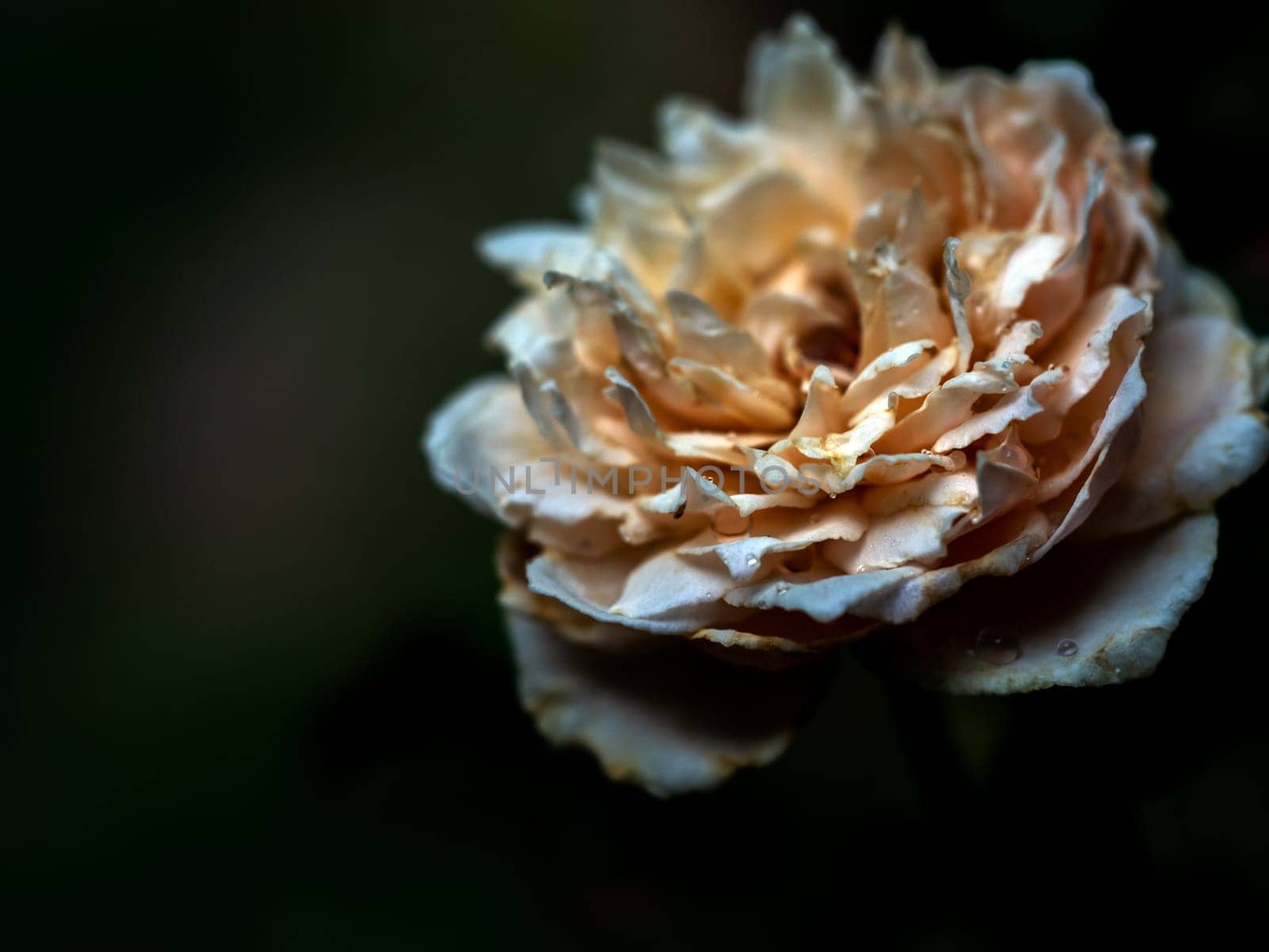 The wounded petals of the withering rose by Satakorn