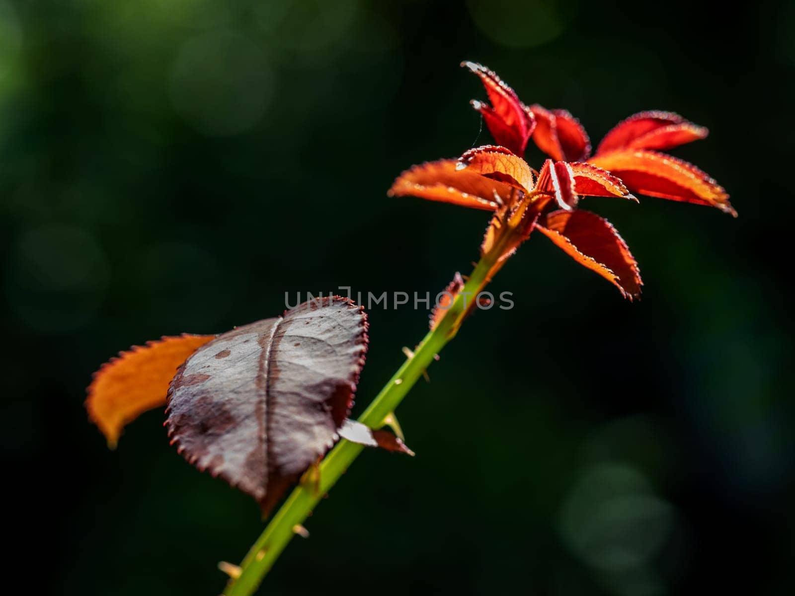 New leaf bright red leaves of young rose buds by Satakorn