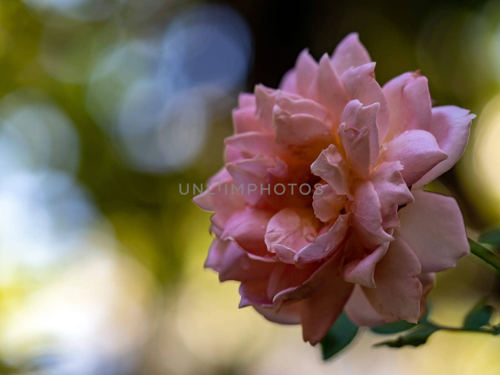 Shape and colors of Jubilee Celebration roses that bloom in the garden