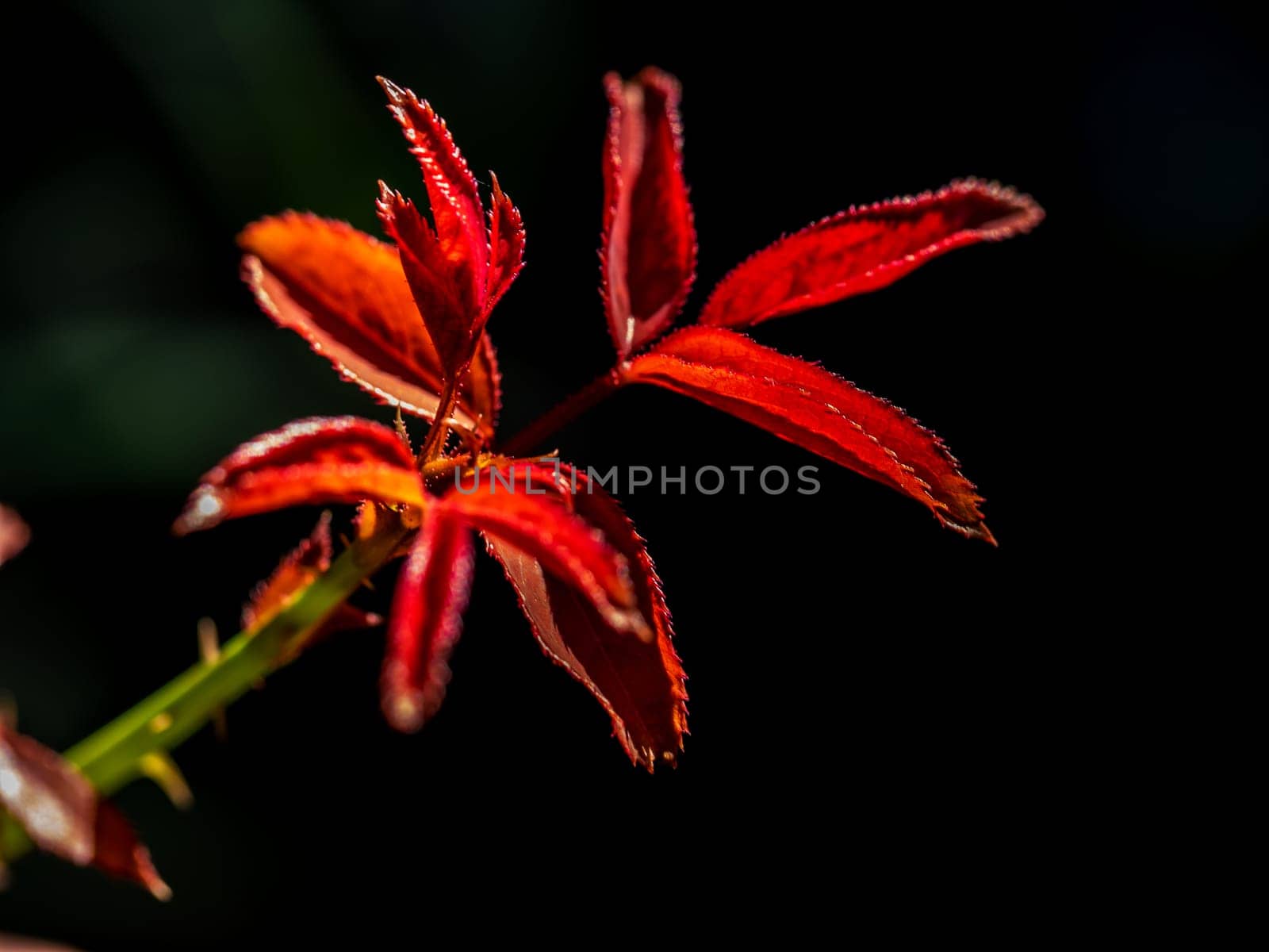 New leaf bright red leaves of young rose buds