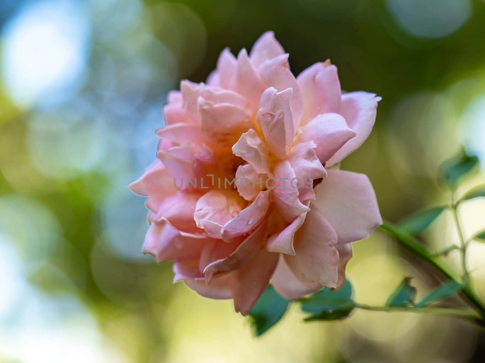 Shape and colors of Jubilee Celebration roses that bloom in the garden