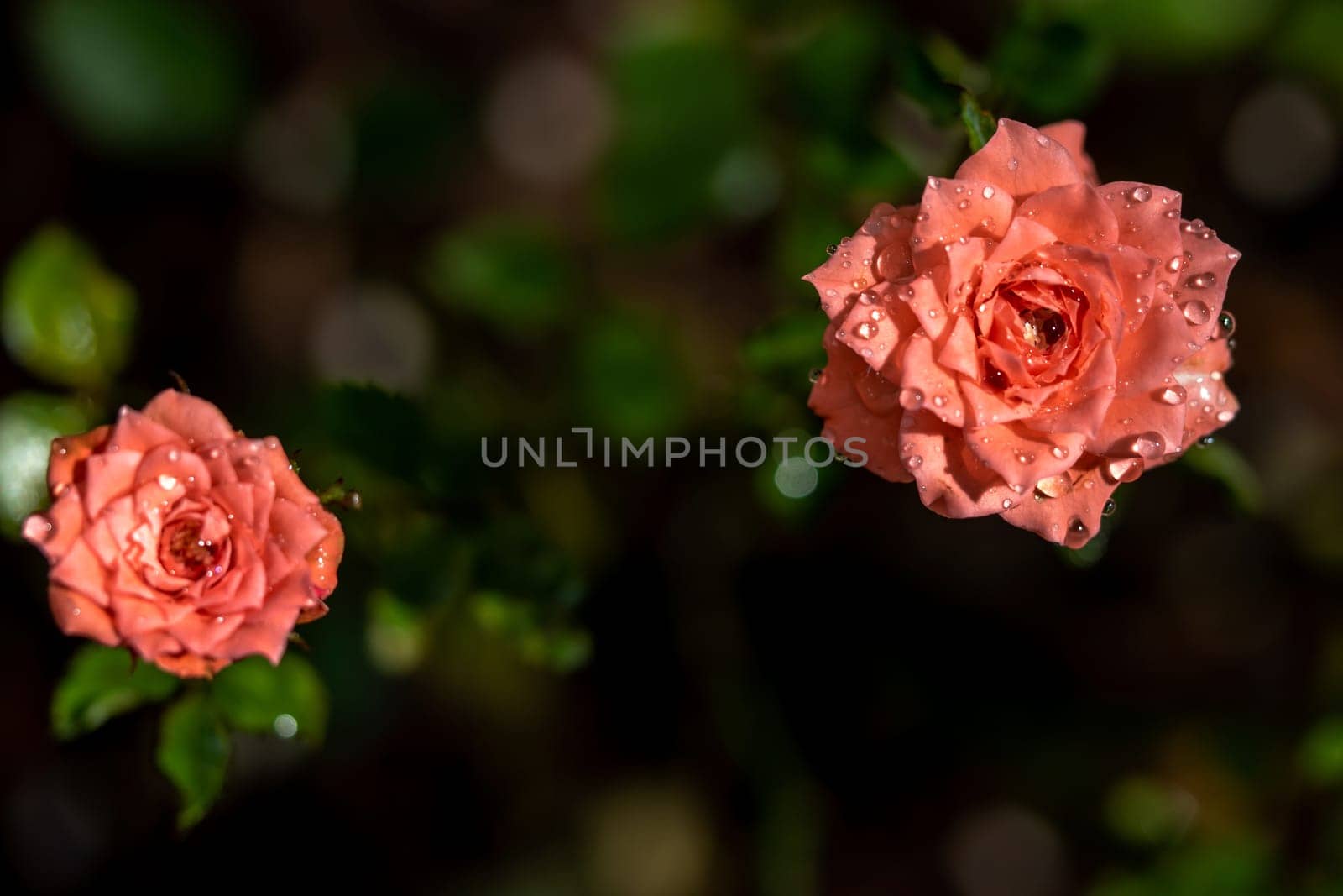 Shape and colors of miniature roses that bloom in the garden