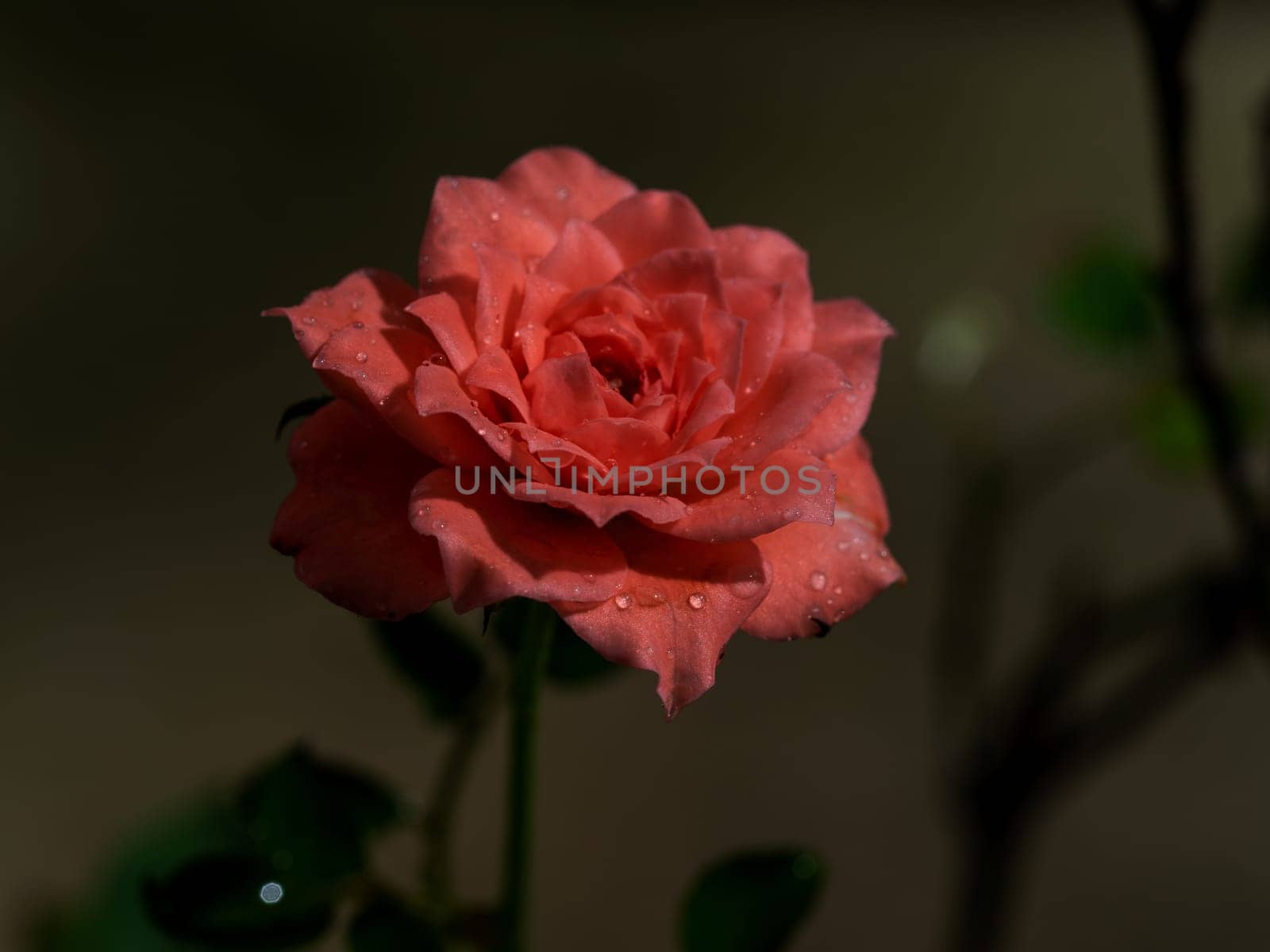 Shape and colors of miniature roses that bloom in the garden