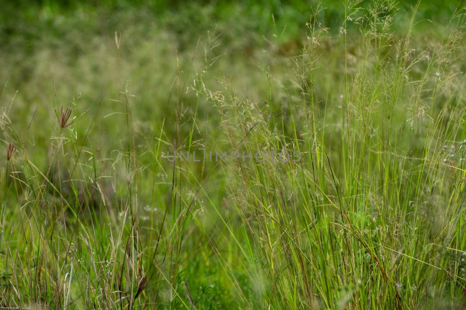 Grass flowers in the wasteland along the road by Satakorn