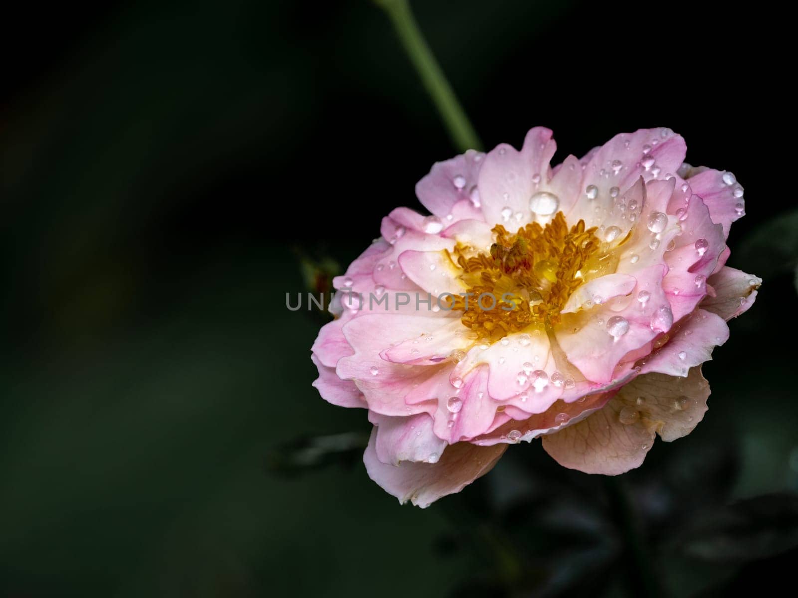 Shape and colors of Sea Anemones roses that blooming the Japanese garden rose