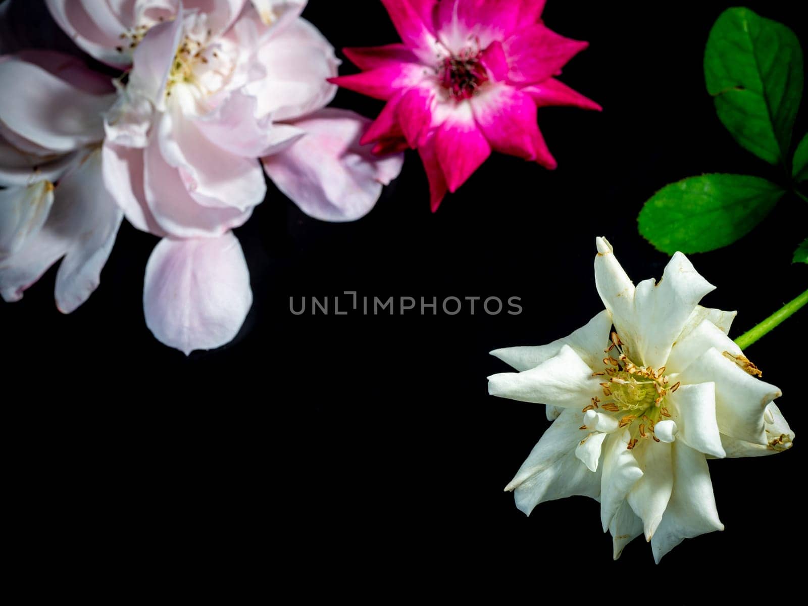 The wounded petals of a withering rose isolated on black background