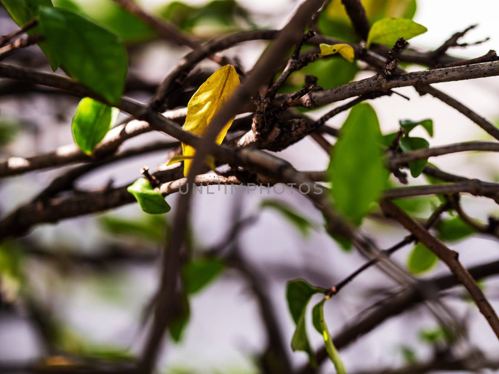 The branches intersect with each other by Satakorn