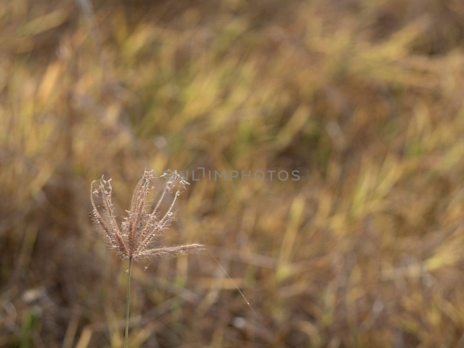 Grass flowers in the wasteland along the road by Satakorn