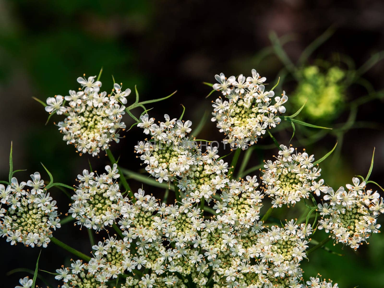 Close-up photo of carrot flower small white flowers forms dense bouquets