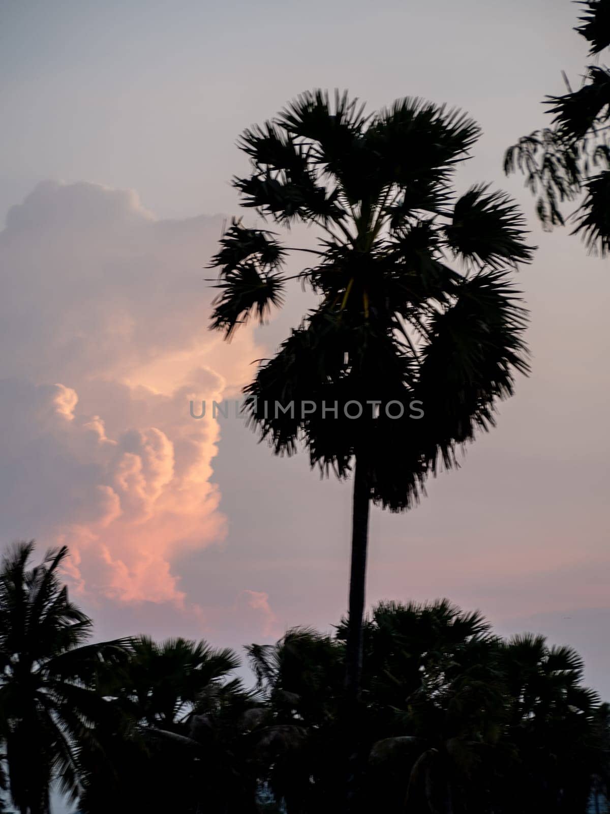 Silhouette of Sugar palm tree with magenta sky and clouds at dusk by Satakorn