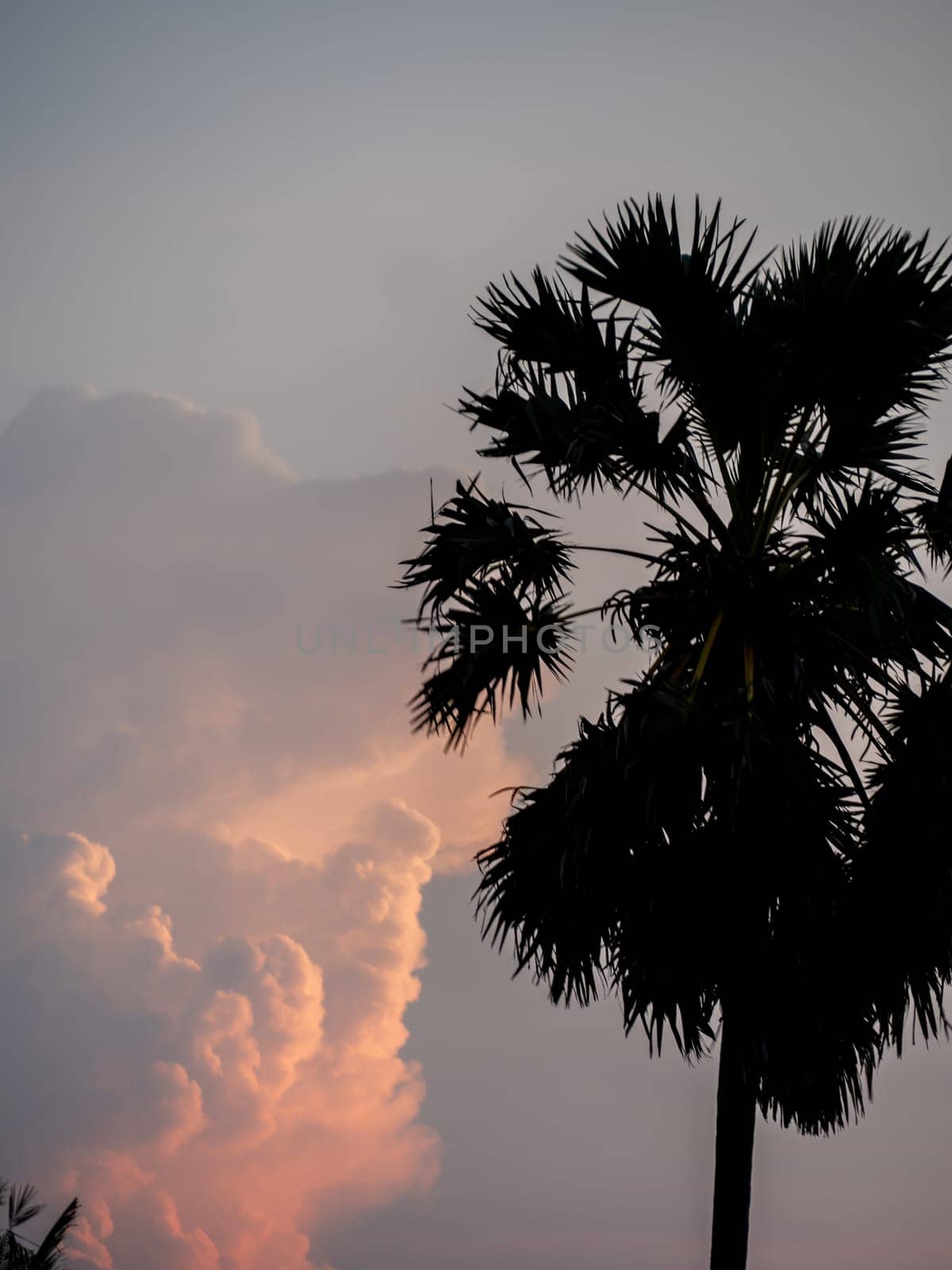 Silhouette of Sugar palm tree with magenta sky and clouds at dusk by Satakorn