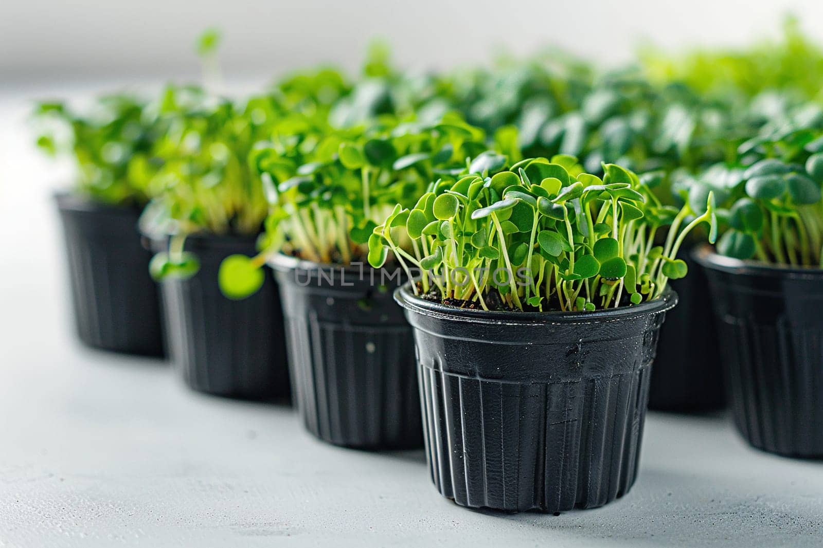 Black pots with lush microgreens on a white background. Eco vegan healthy lifestyle bio banner.