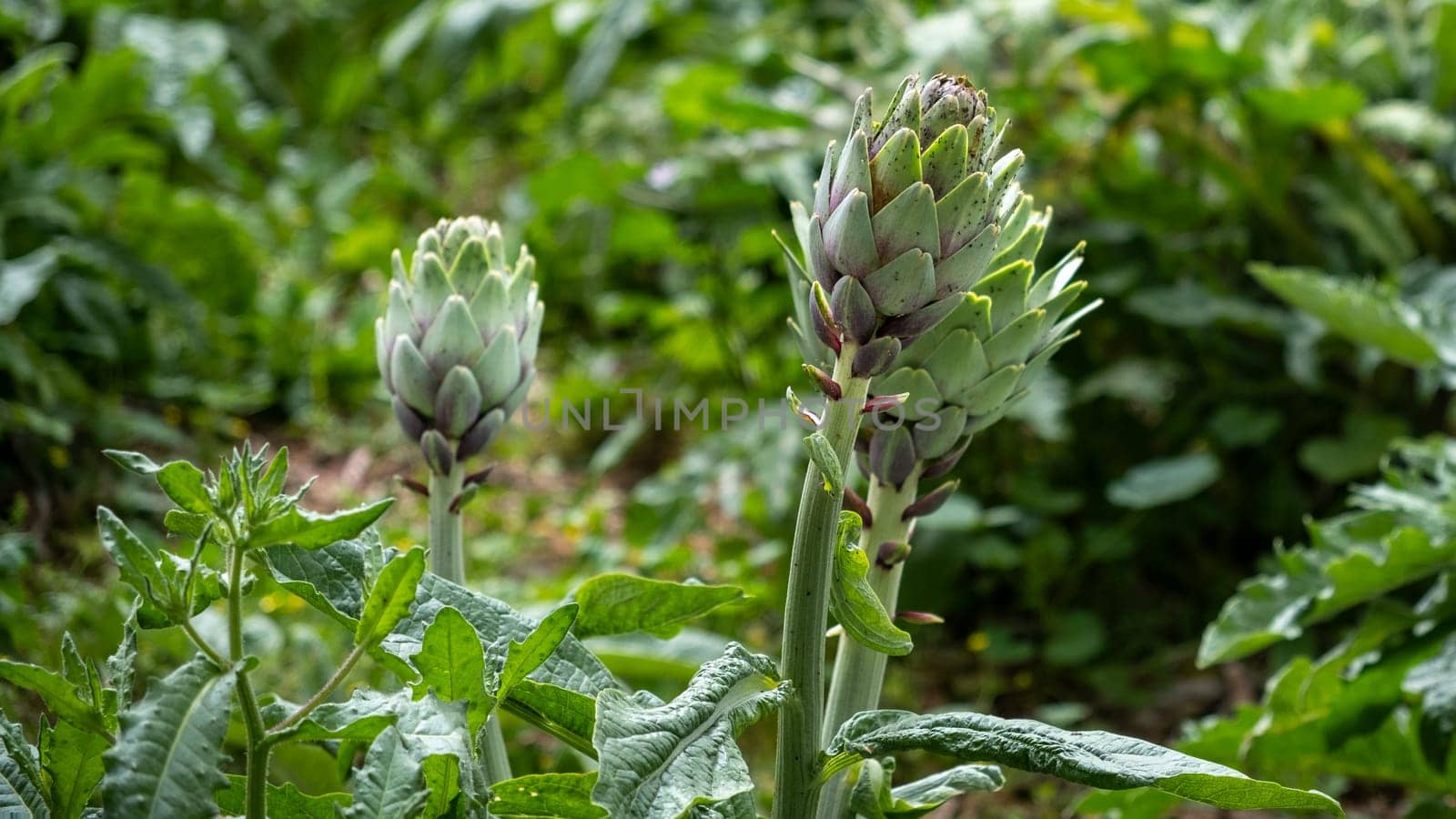 Artichokes growing in an agricultural field, healthy eating. High quality photo
