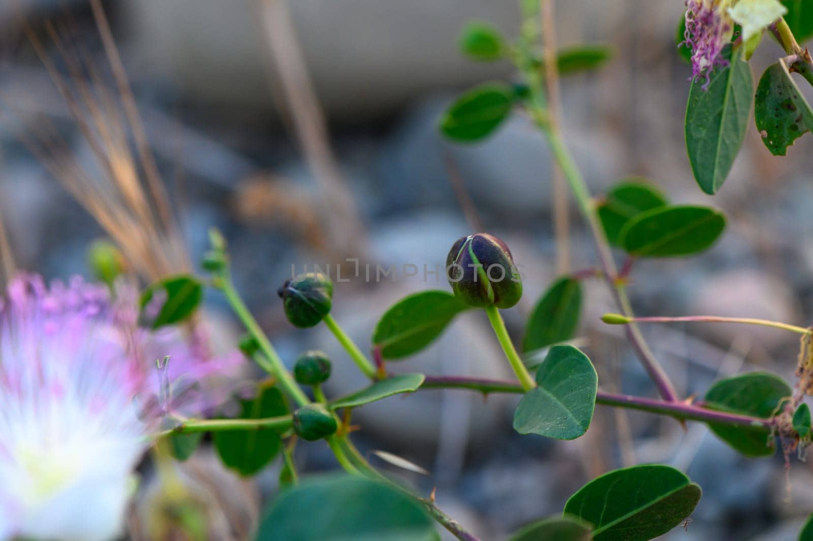 Capparis spinosa flower (also called Flinders rose) in front of a green blurred background of the caper bush