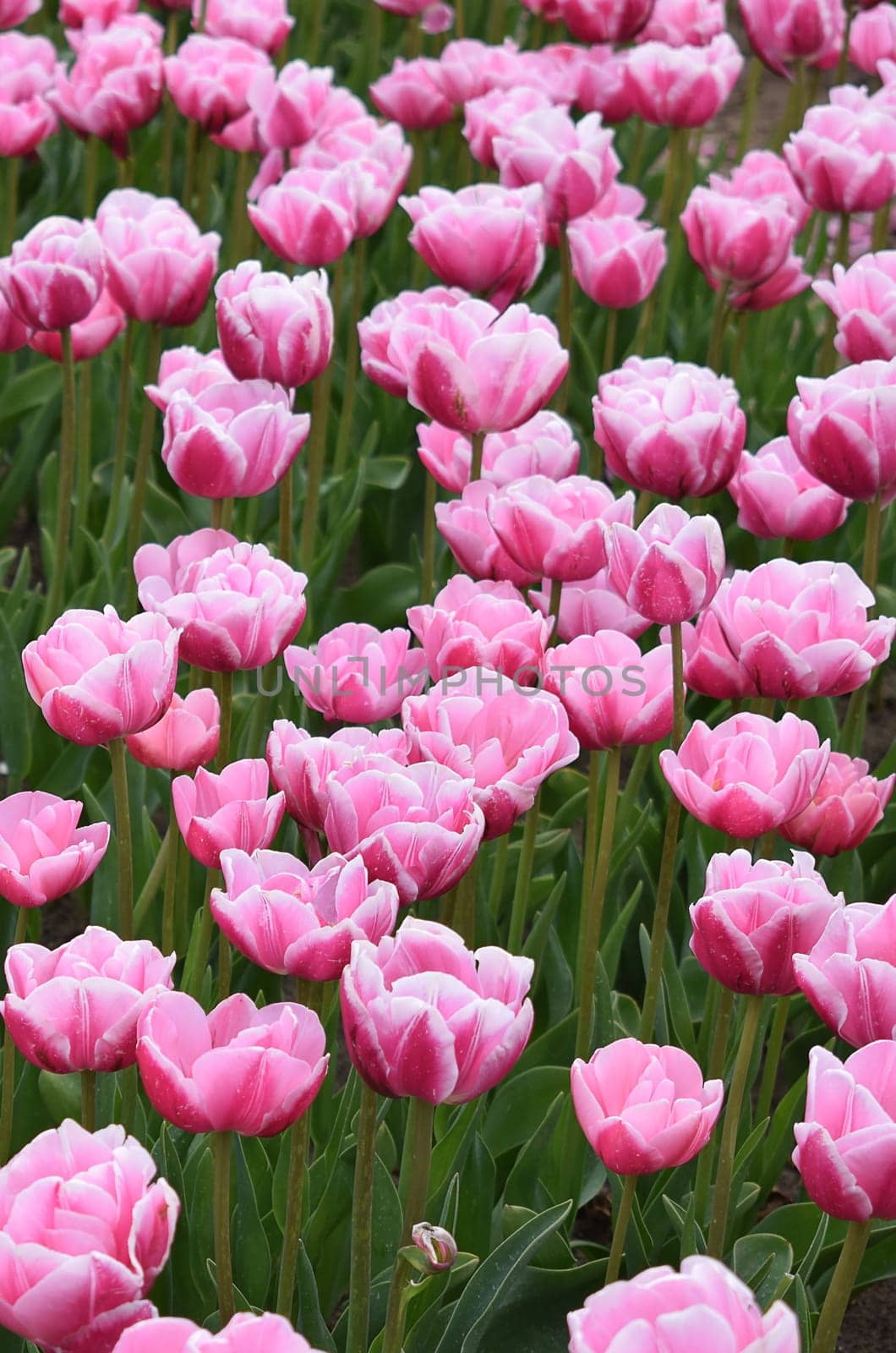 Field with beautiful pink tulips by artemisagajda