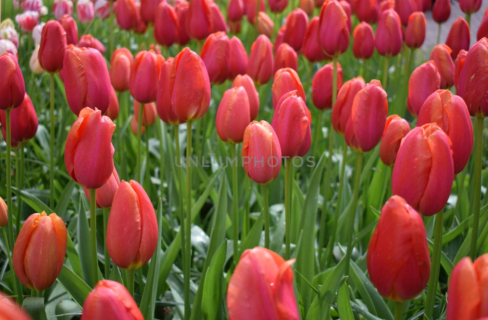 Field with beautiful red tulips by artemisagajda