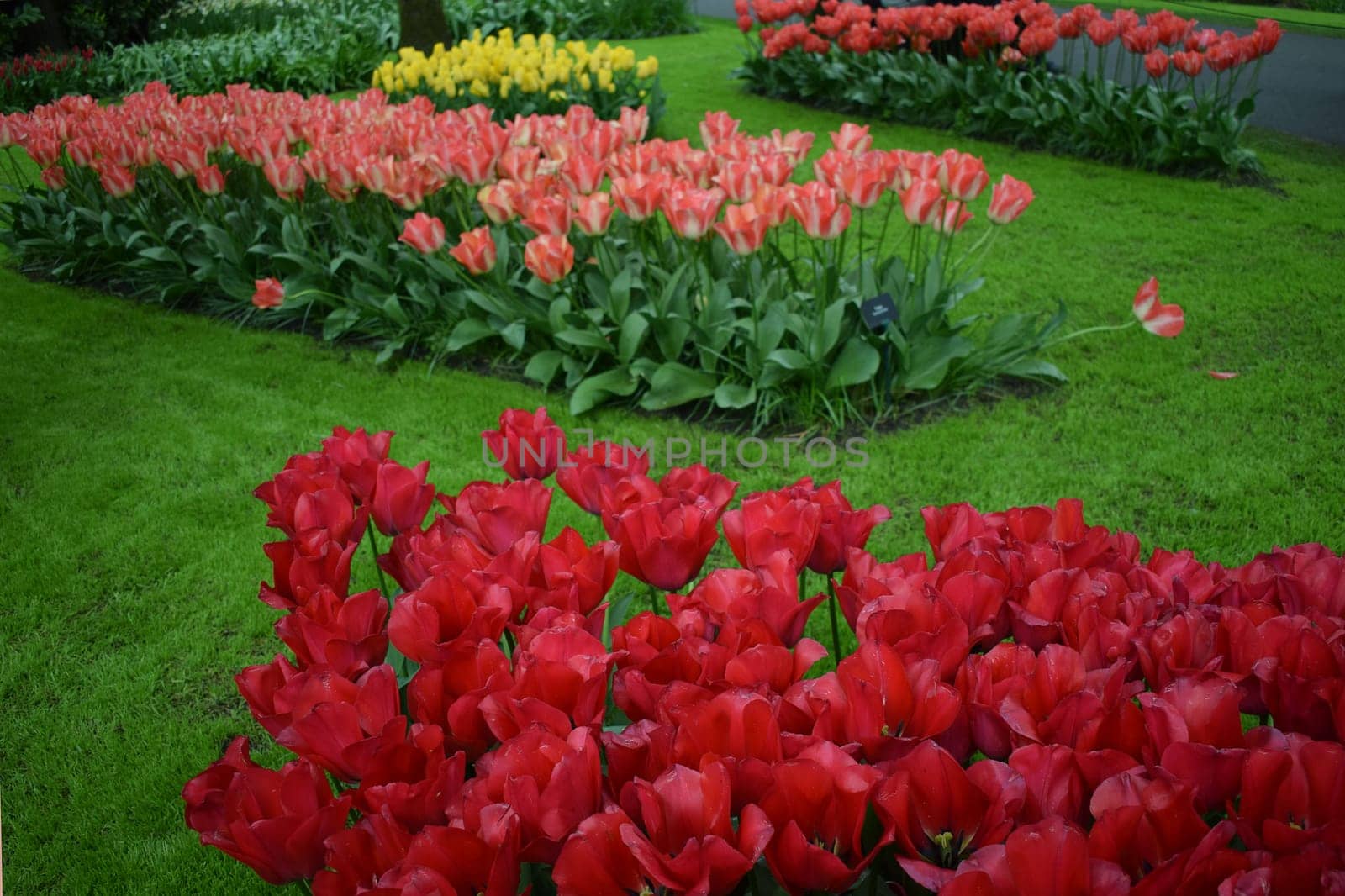 Field with beautiful red tulips. High quality photo