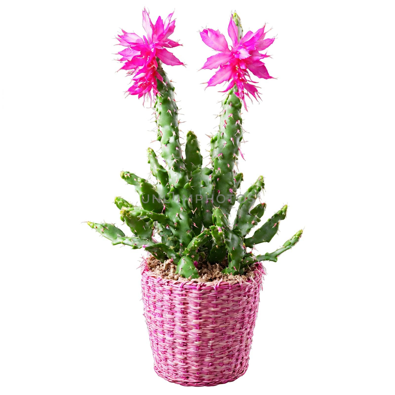 Christmas Cactus flat segmented green stems with vibrant pink flowers in a woven basket planter by panophotograph