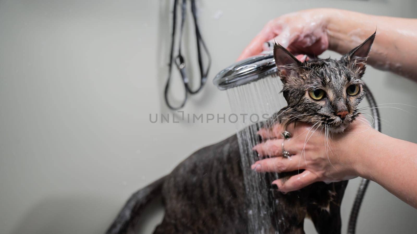 Woman washing a tabby gray cat in a grooming salon. by mrwed54