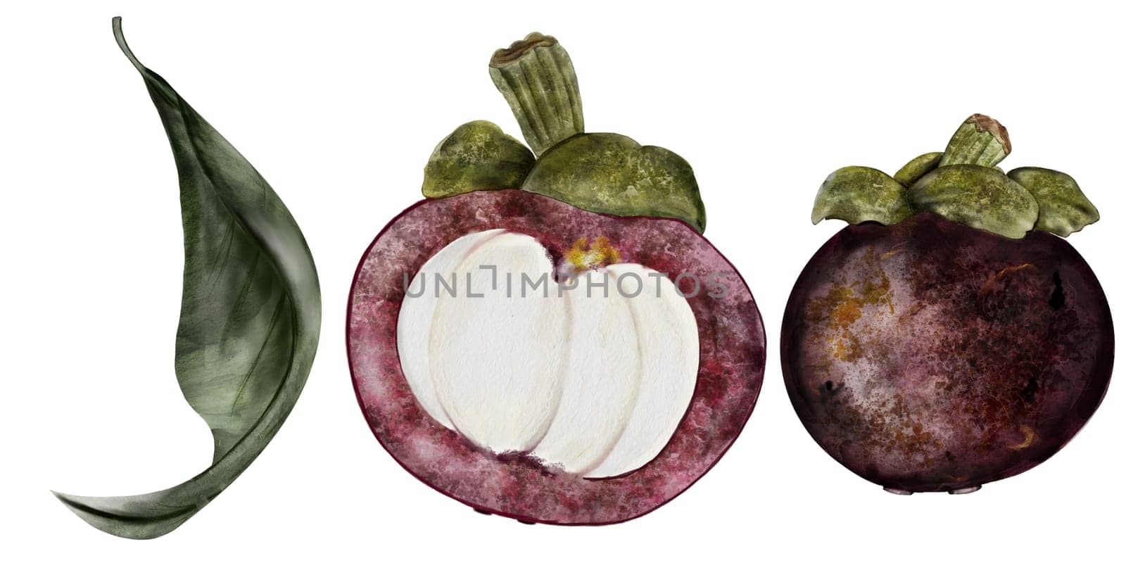 Mangosteen fruit watercolor set. Tropical fruit hand drawing isolated on white background. Botanical clip art of asian food garcinia. Realistic sketch of a Thai fruit for restaurant menus and natural cosmetics packaging. Food illustration