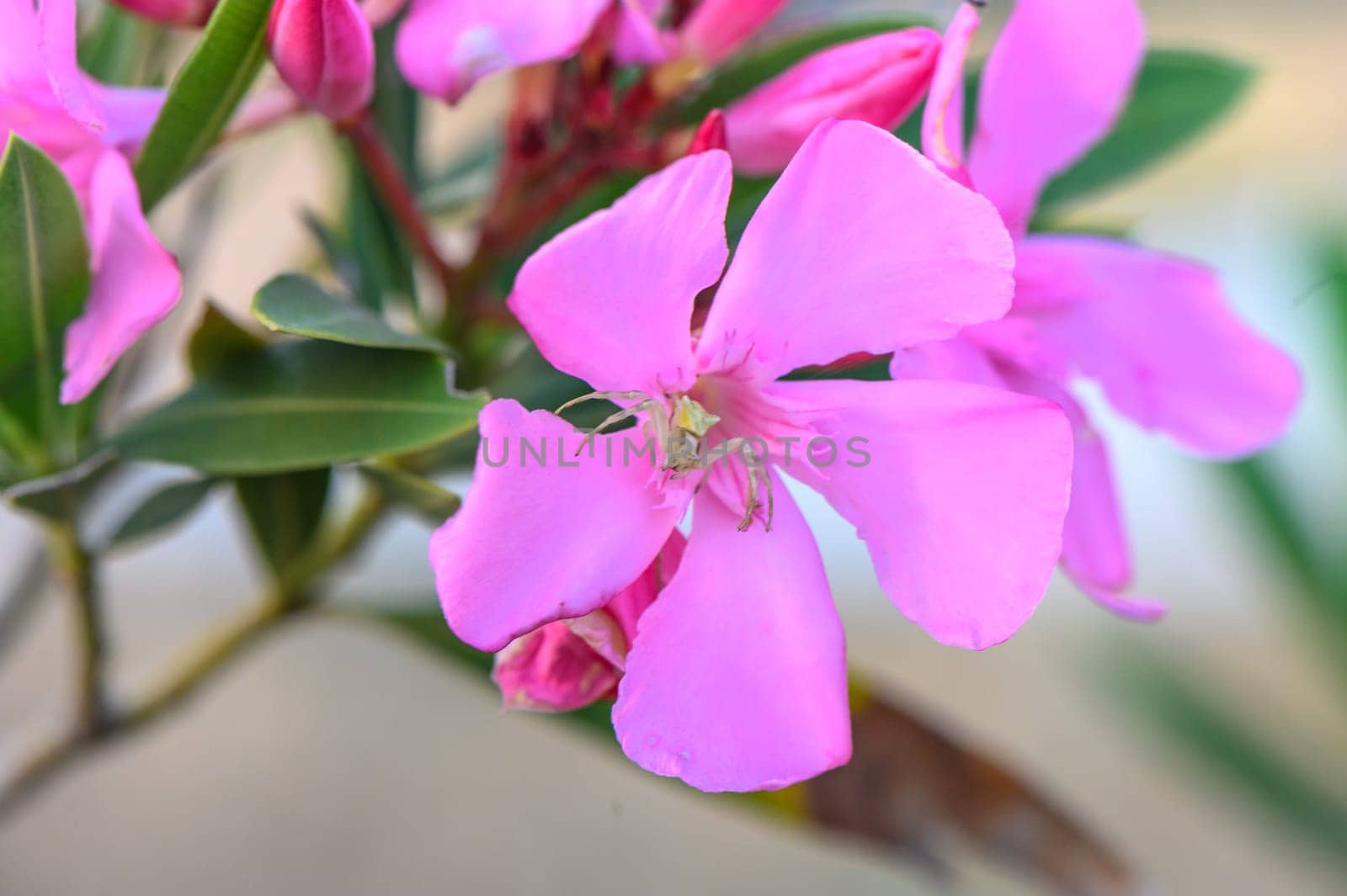 spider sits on poisonous pink oleander flowers by Mixa74