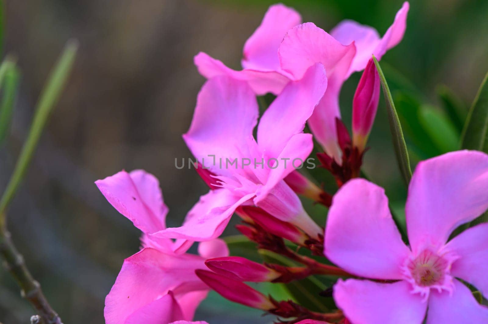 Nerium Nerium oleander flowers in bloom in pink color 2 by Mixa74