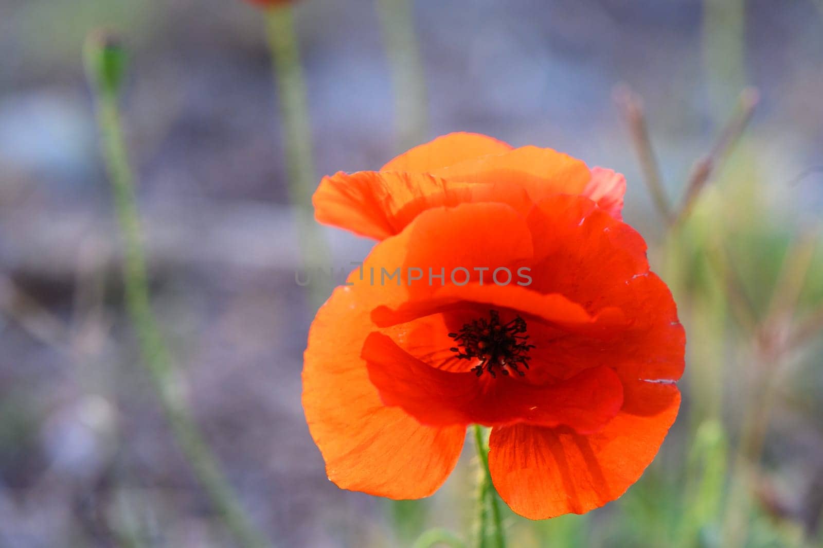 Poppies,Close-up of red poppy flowers in field 2