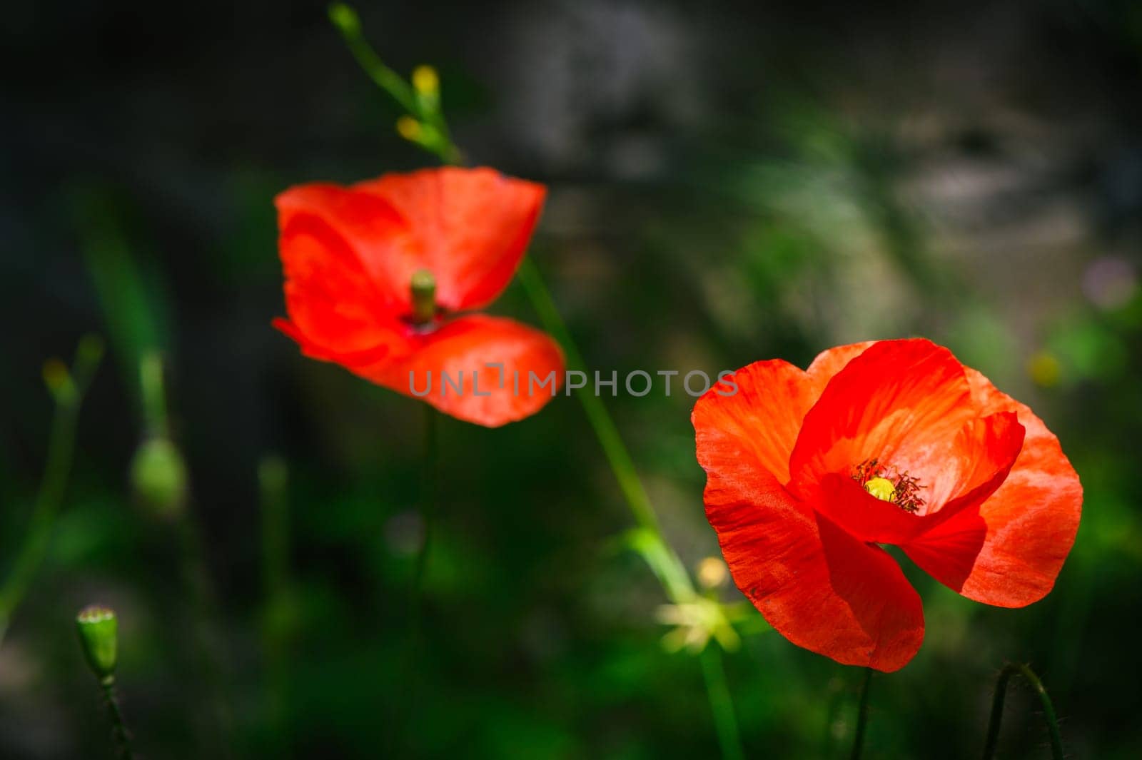 Poppies,Close-up of red poppy flowers in field 1