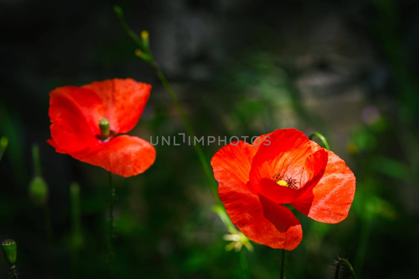 wild red poppy flowers. large poppy field, beautiful flowers. 2