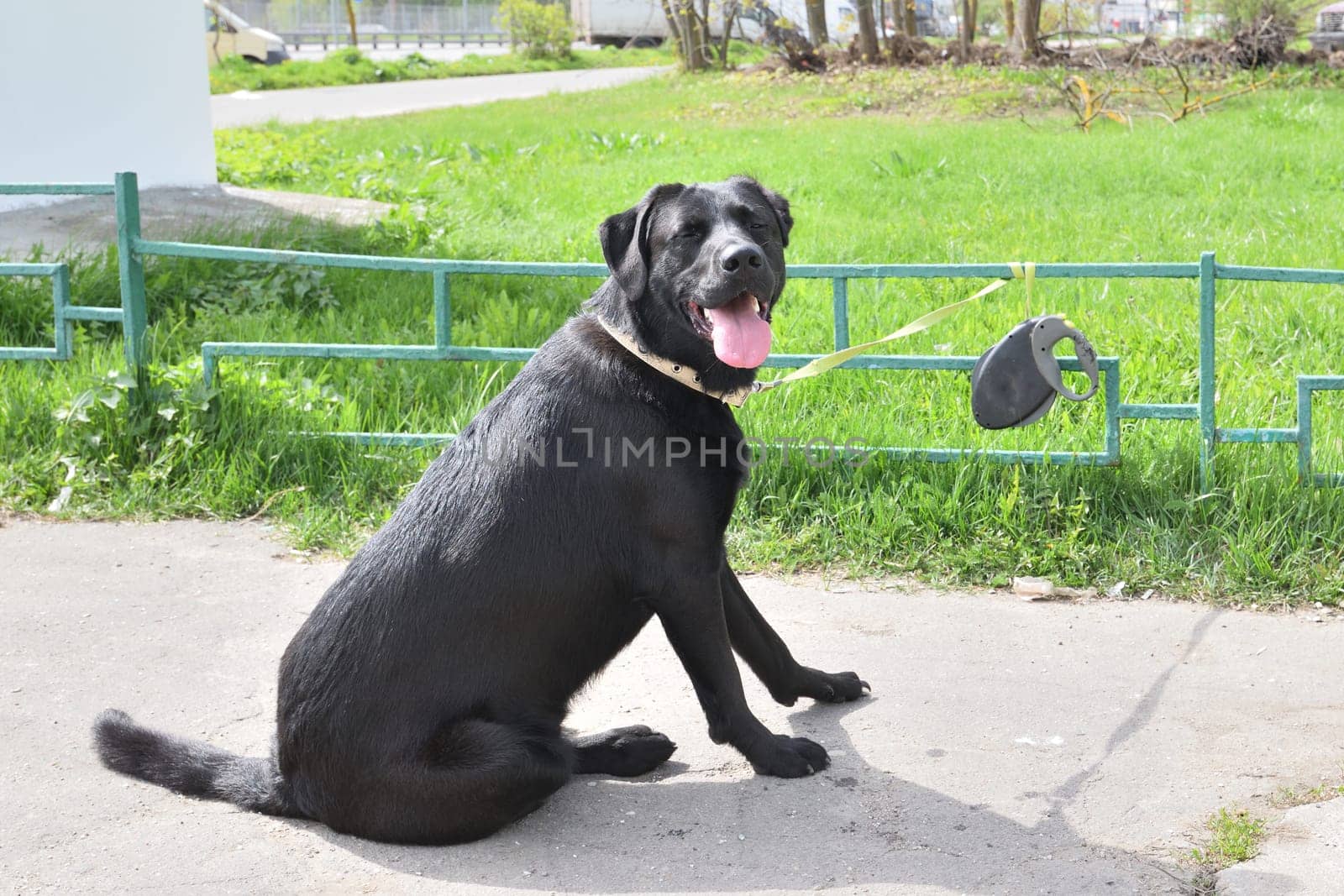 A Labrador Retriever is tied to fence by a leash. Waiting for the owner from the store