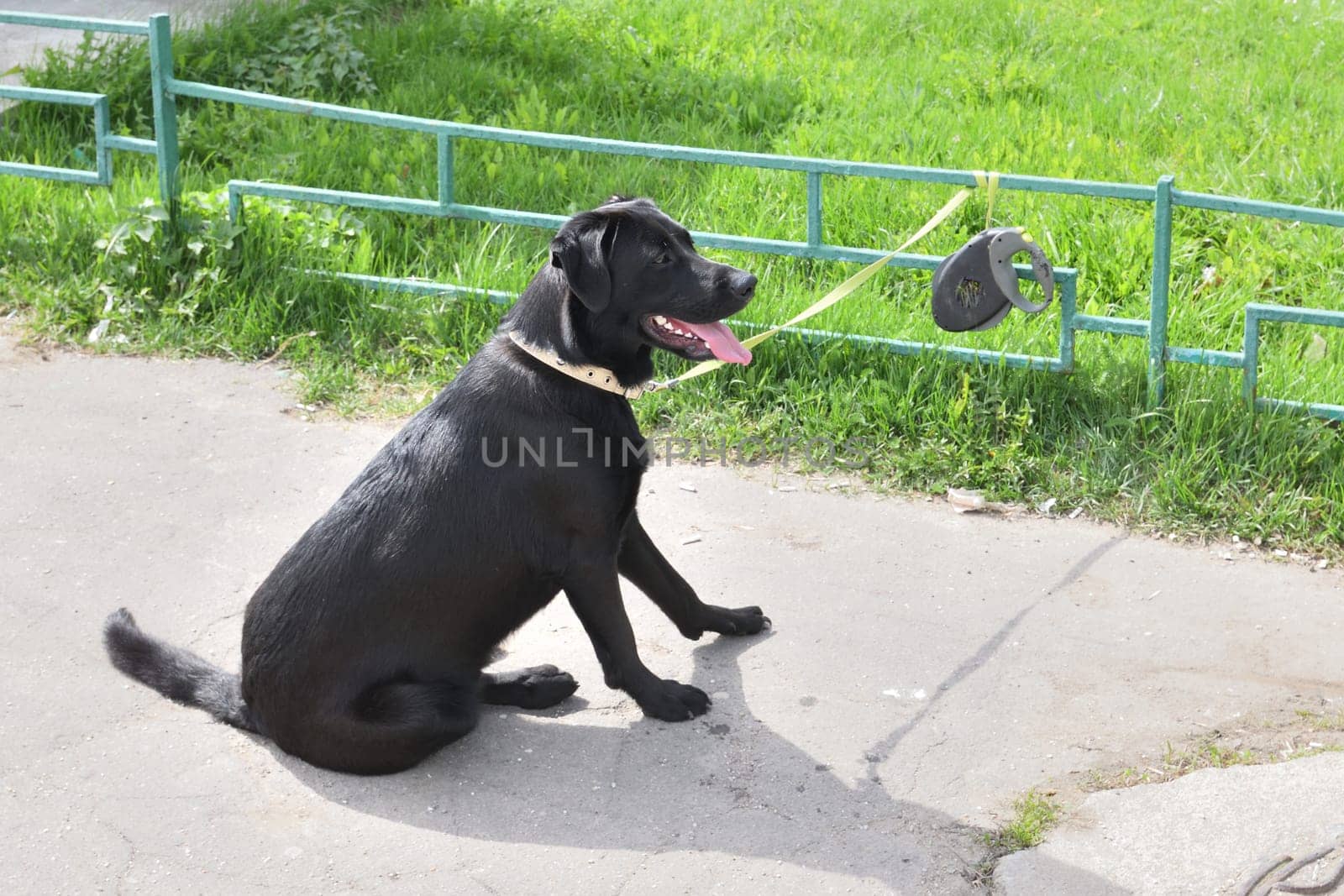 A Labrador Retriever is tied to fence by a leash. Waiting for the owner from the store