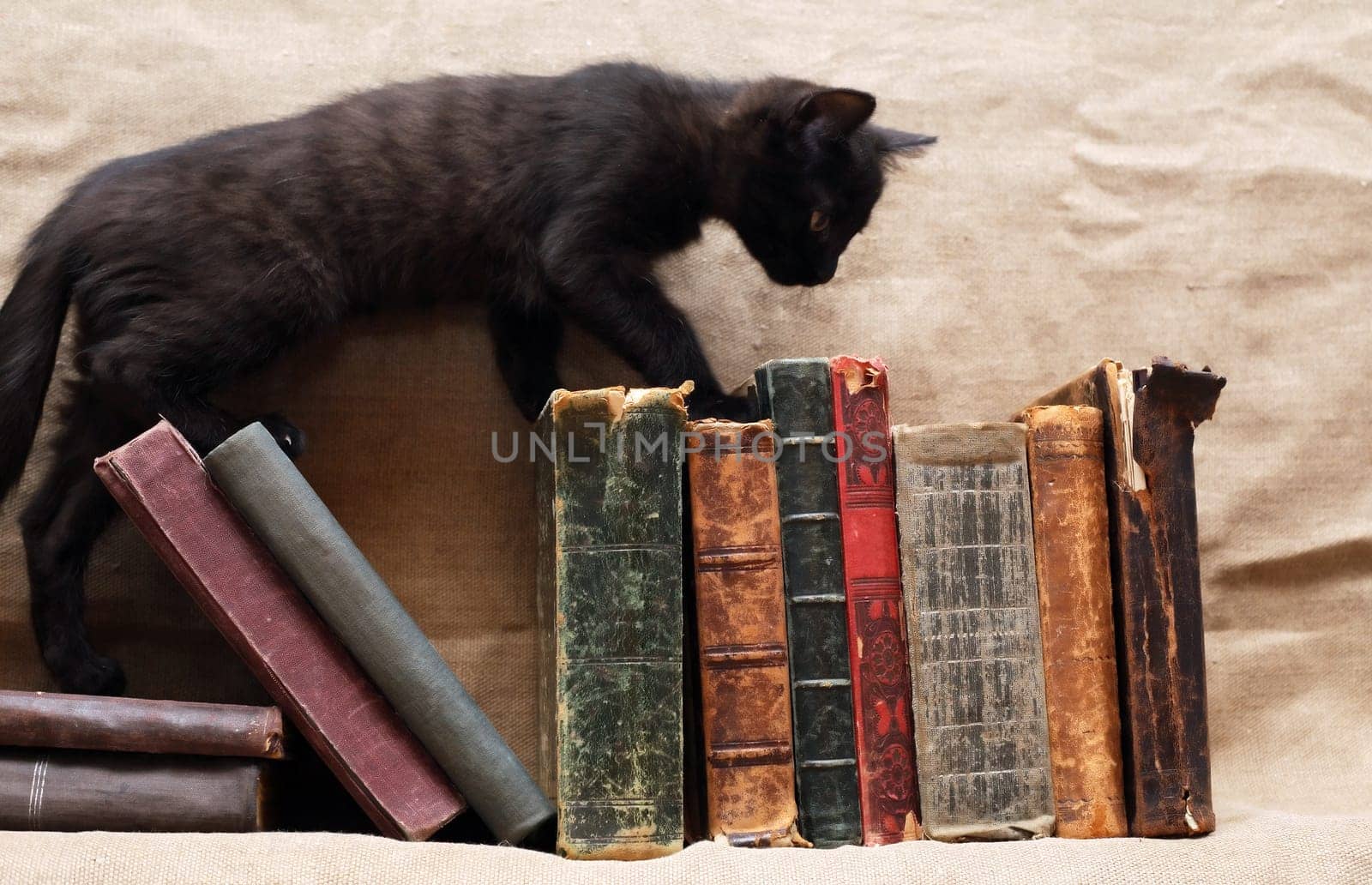 Small black kitten near old books on canvas background