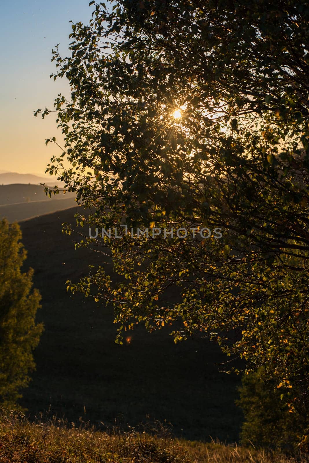 Beautiful tree at sunset. Siberian Altai warm autumn