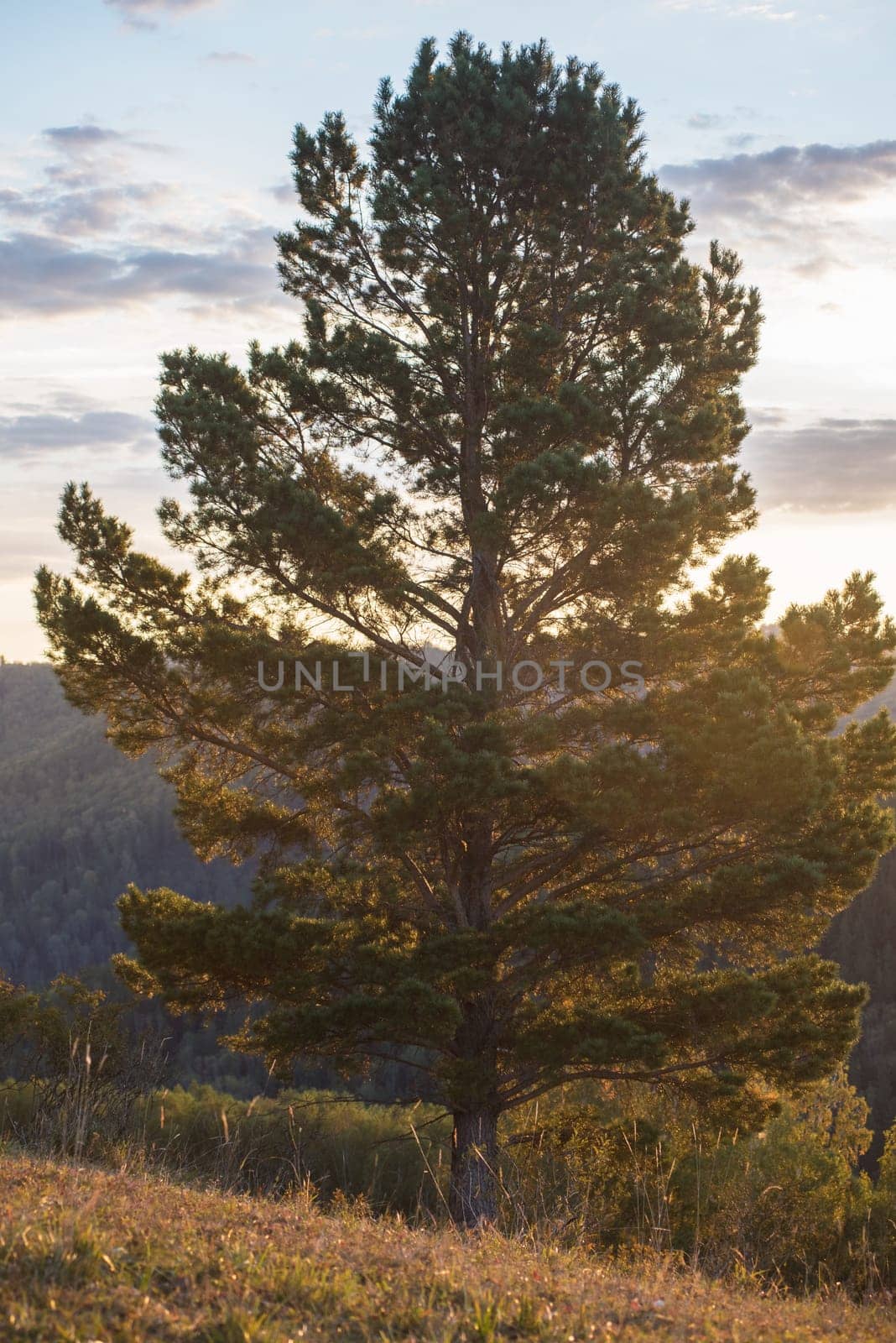 Beautiful tree at sunset. Siberian Altai warm autumn