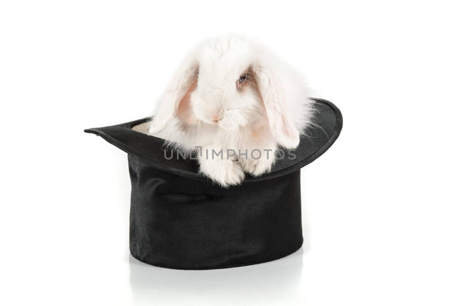 White rabbit at black hat isolated on a white background
